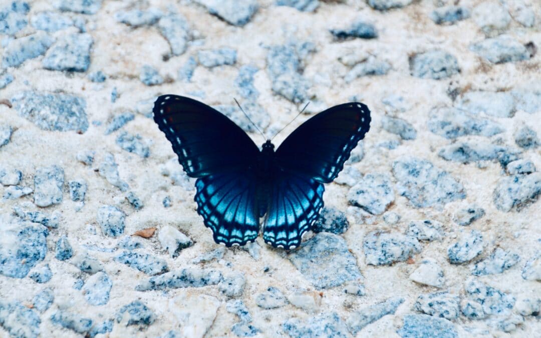 The Butterfly Effect – Making Customer Value Everyone’s Job
